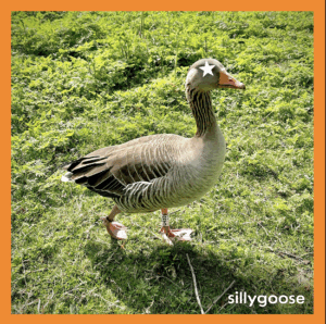 The Flashpot Moments Release New Album, ‘sillygoose’ | STREAM HERE!